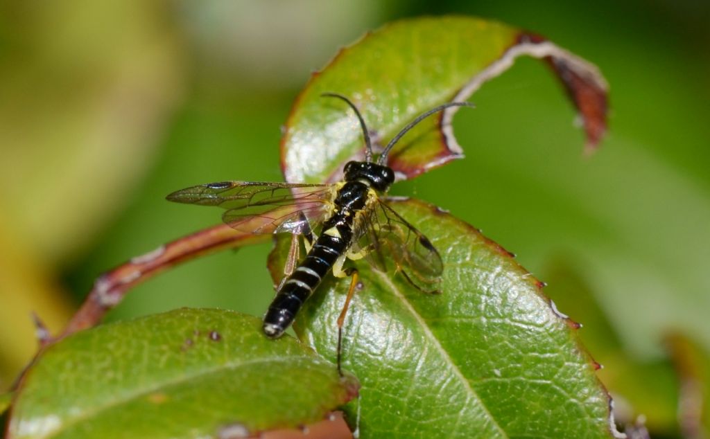 imenottero Tenthredinidae: Allantus sp.